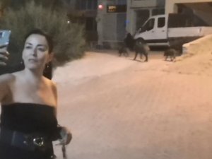 Domuzlarla selfie modası