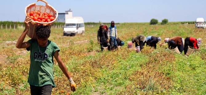 Domates fiyatı tarlada 3 liraya kadar düştü