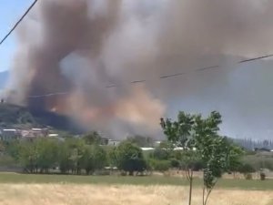 Bursa'da çam ormanı yanıyor