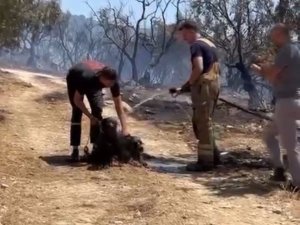 Kurtarılan köpekler böyle görüntülendi