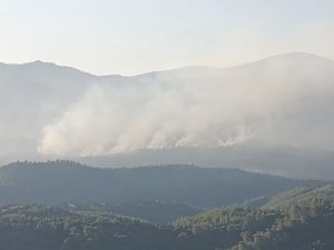 İzmir'de orman yangını sürüyor
