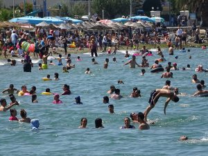 Bursa sahillerinden sevindiren haber