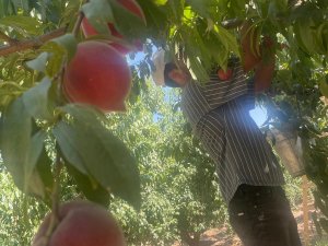 Bursa şeftalisinde hasat başladı