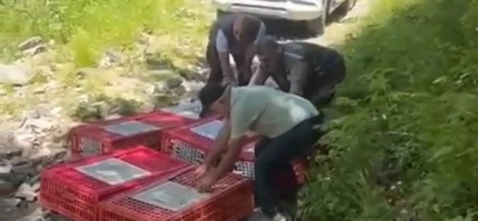 Kene ile mücadele timleri doğaya salındı