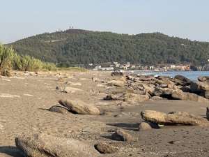 Caretta caretta yuvaları zarar gördü