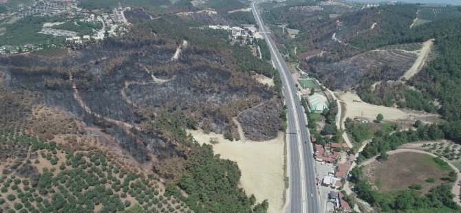 Bursa'da yanan alanlar hızla yeşillendirilecek