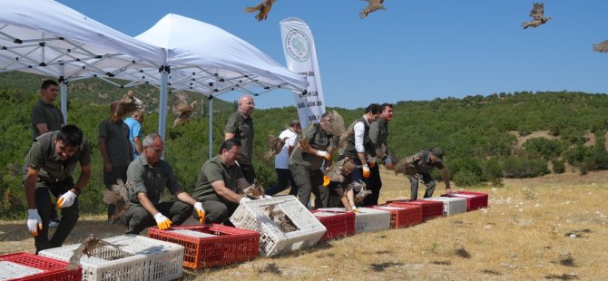 1 milyona yakın keklik doğaya salındı