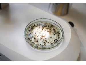 BTÜ Karacabey’in nadir böcek türlerini kayıt altına alacak