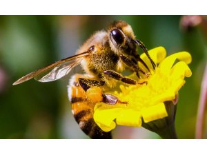 Pestisitler, arı nüfusunu da tehdit ediyor!