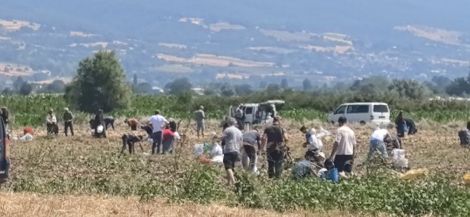 Tarlasındaki patatesleri ücretsiz dağıttı