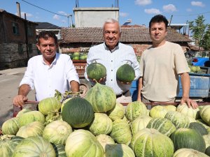 Konaklı’da kavun üretimi iki kat arttı