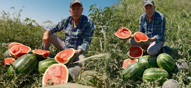 Bursalı çiftçinin sözleşmeli ekti 3 bin 500 ton karpuzu tarlada kaldı