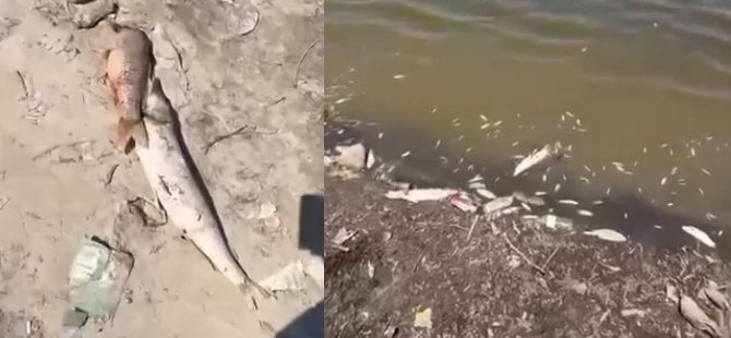 Mudanya'da kuraklık felaketi: Balıklar kıyıya vurdu