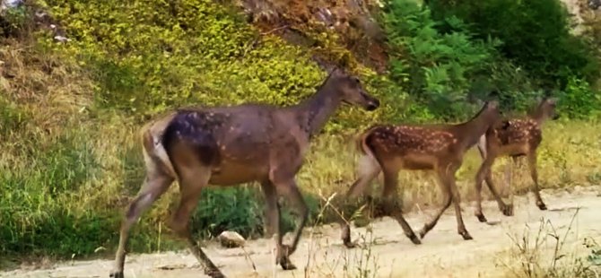 Bursa'da iki ayrı Kızıl geyik ailesi fotokapana yakalandı