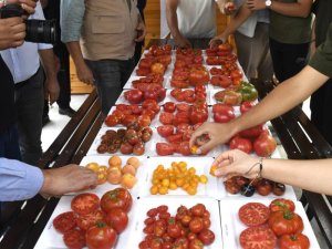 Kaybolmaya yüz tutmuş ata tohumları Osmangazi’de yetişiyor