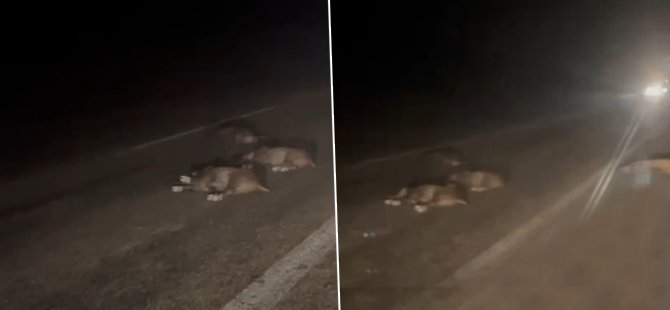 Bursa’da yola atlayan domuz sürüsü telef oldu