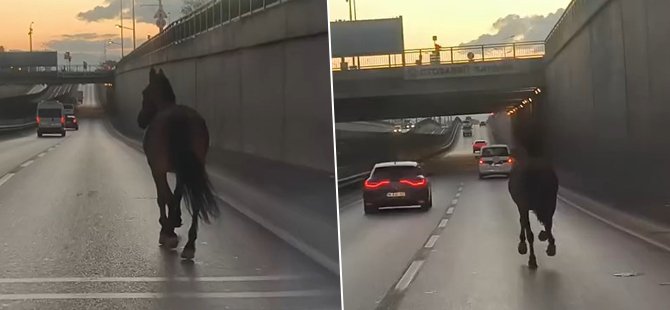 Bursa'da başıboş at trafikte tehlike saçtı