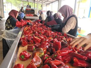 Hollanda'nın biber salçasını İnegöllü kadınlar üretiyor