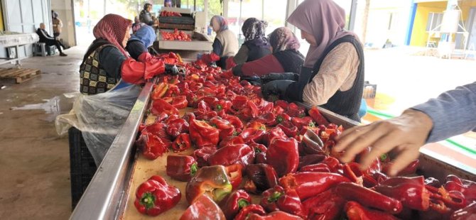Hollanda'nın biber salçasını İnegöllü kadınlar üretiyor
