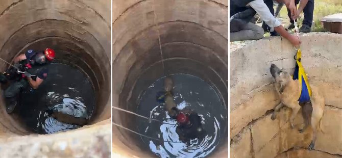 Bursa'da kuyuya düşen köpek için seferber oldular
