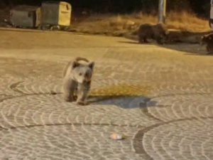 Uludağ’da kamp yapan aile ayı ailesiyle karşılaşınca...