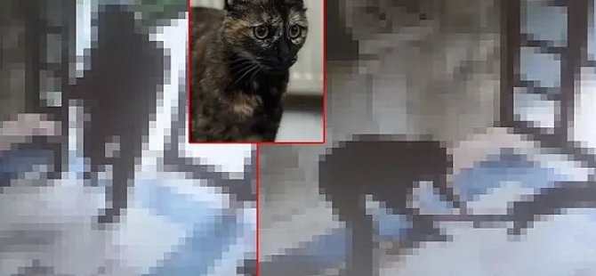 Kan donduran görüntüler gündem olmuştu! Kedi cinayetinin cezası belli oldu