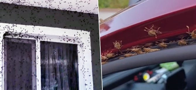 Kahverengi kokarca ev ve araçları istila etti