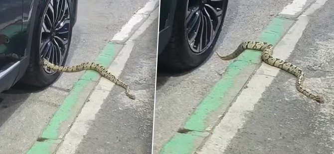 Bursa’da yılan paniği! Otomobilin jantından böyle çıktı