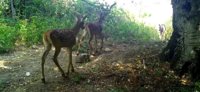 Bursa'da kızıl geyikler, annelerinin izinde