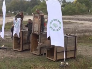 Bursa'daki 3 kızıl geyik, doğal yaşam alanına kavuştu