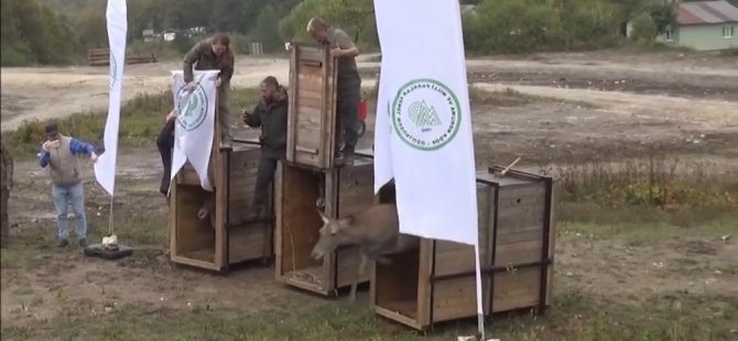 Bursa'daki 3 kızıl geyik, doğal yaşam alanına kavuştu