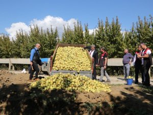 Bursa'da pestisite geçit yok! 40 ton armut imha edildi