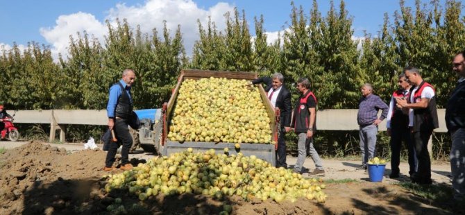 Bursa'da pestisite geçit yok! 40 ton armut imha edildi