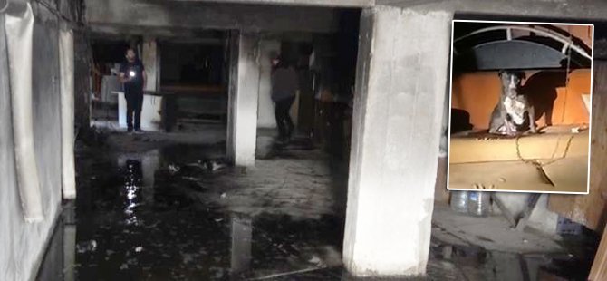 Bursa'da bir apartman günlerdir dehşeti yaşıyor! "Pitbull ve satırla bizi tehdit ediyor"