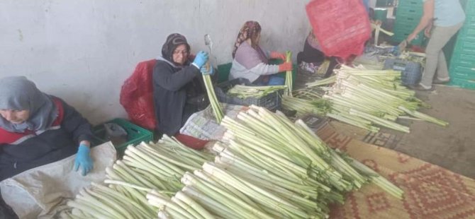 Bursa'da kışlık ürünlerde hasat başladı