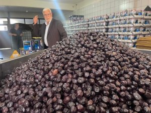 Bursa'nın Gemlik zeytini dünya yolunda