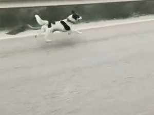 Bursa'da sahibinin terk ettiği köpek yürekleri burktu
