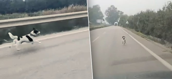 Bursa'da sahibinin terk ettiği köpek yürekleri burktu