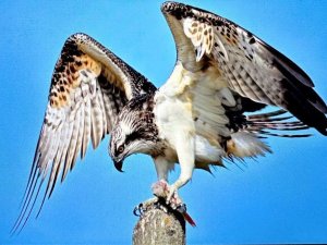 Nadir görülen balık kartalı Bursa’da görüntülendi