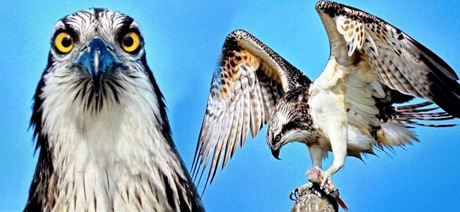 Nadir görülen balık kartalı Bursa’da görüntülendi