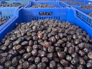 Her 6 sofralık zeytinden birini Bursa ve Balıkesir üretecek