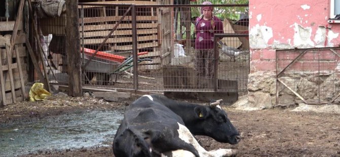 Bursa'da besiciler zorda! 'Şap' zararının karşılanmasını istiyorlar