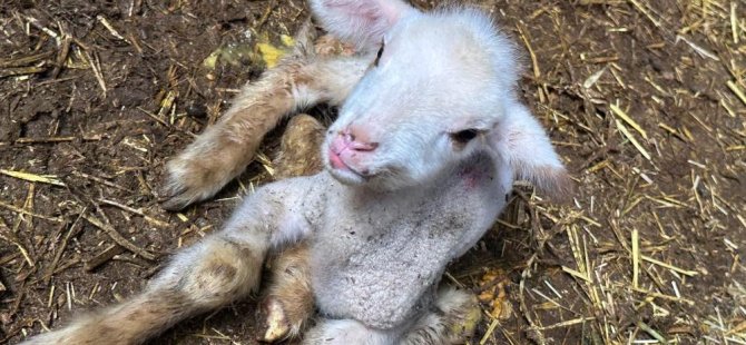 Annesi ve kardeşleri ölen kuzunun yürek burkan hikayesi