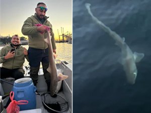 Bursa'da balıkçıların oltasına köpek balığı takıldı