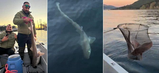 Bursa'da balıkçıların oltasına köpek balığı takıldı