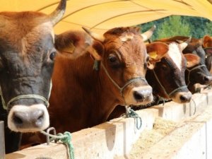 Deli dana hastalığı geri mi döndü?