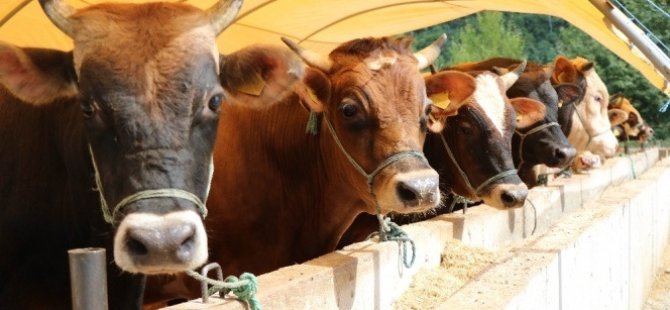 Deli dana hastalığı geri mi döndü?