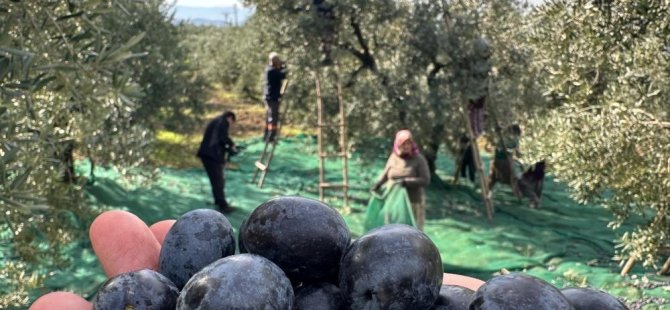 Bursa'nın ünlü zeytinini yağışlar kurtardı