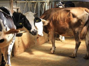 Bursa'dan şapa karşı önemli uyarı!