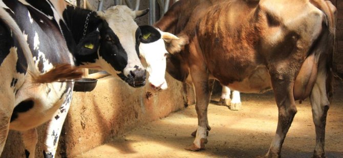 Bursa'dan şapa karşı önemli uyarı!